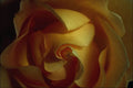 754098 Rose, Soft Focus, Close up A4 Photo Print