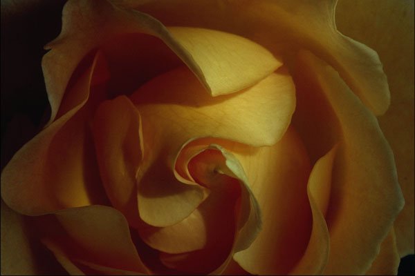 754098 Rose, Soft Focus, Close up A4 Photo Print