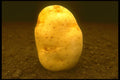 757009 Potato On Dirt A4 Photo Print