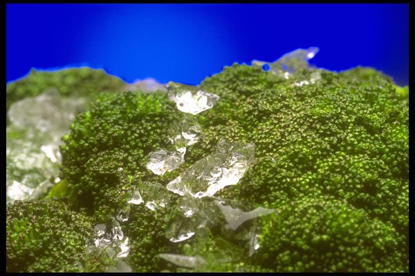 757013 Broccoli With Ice On Top A4 Photo Print