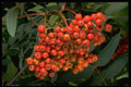 757015 Mountain Ash Tree Fruit (sorbus Decora) A4 Photo Print