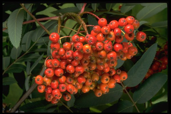757015 Mountain Ash Tree Fruit (sorbus Decora) A4 Photo Print