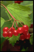 757016 Nanny Berry Tree Fruit (viburnum Tribbum) A4 Photo Print