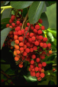 757017 Madrona Tree Fruit (arbutus Menziesii) A4 Photo Print