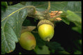 757018 Gary Oak Tree Fruit (quercus Garryana) A4 Photo Print