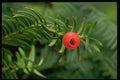 757019 Yew Tree Fruit (taxus Brevifolia) A4 Photo Print