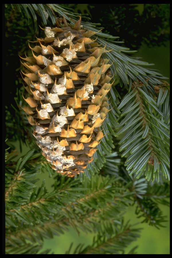 757020 Fir Tree Fruit (abies Species) A4 Photo Print