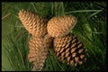 757021 Pitch Pine Tree Fruit (pinus Rigida) A4 Photo Print