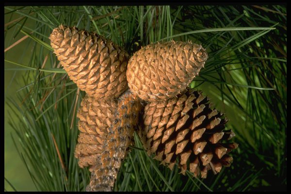 757021 Pitch Pine Tree Fruit (pinus Rigida) A4 Photo Print