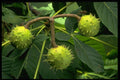 757022 Horse Chestnut Tree Fruit (aesculus Hippocastarum) A4 Photo Print