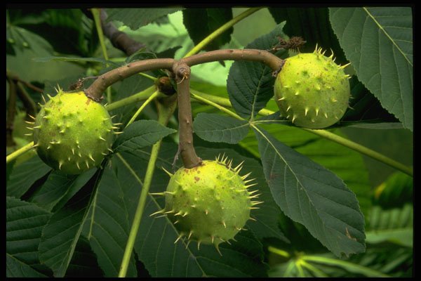 757022 Horse Chestnut Tree Fruit (aesculus Hippocastarum) A4 Photo Print