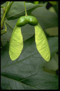 757023 Sugar Maple Tree Fruit (acer Saccharum) A4 Photo Print