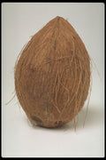 757032 Coconut A4 Photo Print