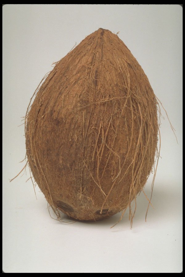 757032 Coconut A4 Photo Print