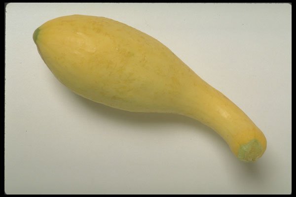 757033 Gooseneck Squash A4 Photo Print