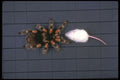 757043 Tarantula And Mouse A4 Photo Print