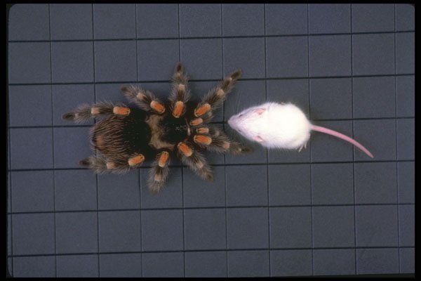 757043 Tarantula And Mouse A4 Photo Print