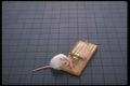 757044 Mouse And Trap A4 Photo Print