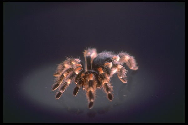 757045 Tarantula A4 Photo Print