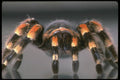 757046 Tarantula A4 Photo Print