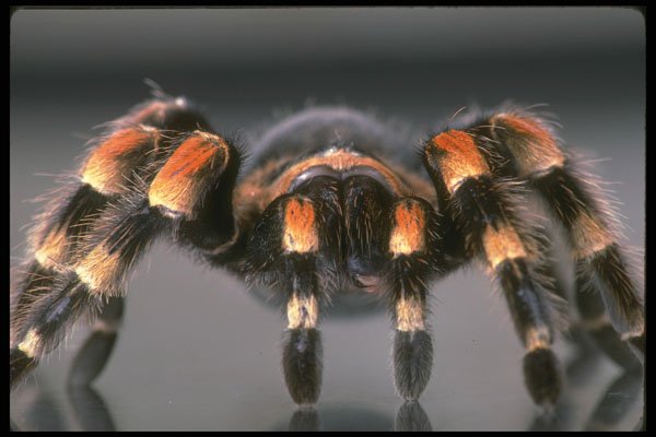 757046 Tarantula A4 Photo Print