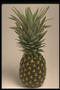 757049 Pineapple A4 Photo Print