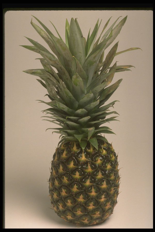 757049 Pineapple A4 Photo Print