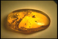 757056 Amber A4 Photo Print