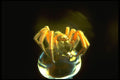 757082 Menacing Spider On Glass A4 Photo Print