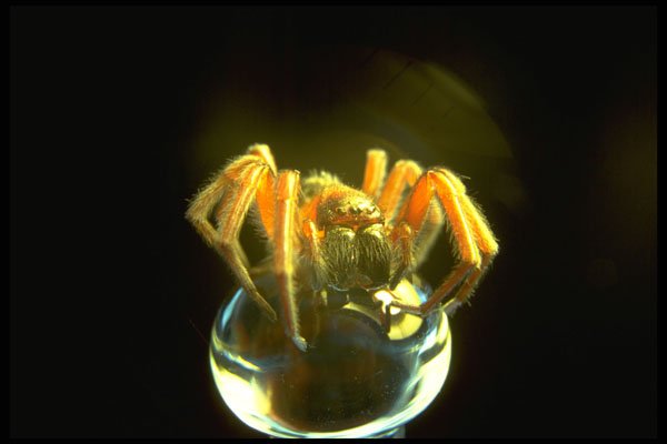 757082 Menacing Spider On Glass A4 Photo Print