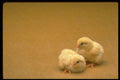 757083 Baby Chicks On Gold Background A4 Photo Print