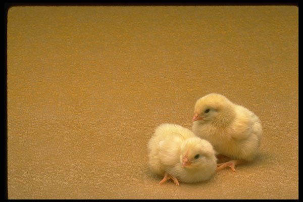 757083 Baby Chicks On Gold Background A4 Photo Print
