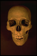 758006 Skull A4 Photo Print