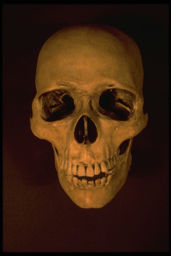 758006 Skull A4 Photo Print