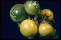 758007 Apple Of Sodom (Solanum Sodomeum) A4 Photo Print