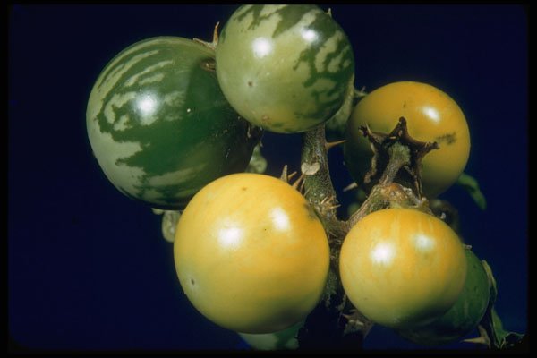 758007 Apple Of Sodom (Solanum Sodomeum) A4 Photo Print