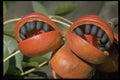 758008 Java Olive (Sterculia Foetida), Kalumpang A4 Photo Print