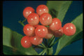 758009 Akia (Wikstroemia Species) A4 Photo Print