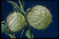 758011 Balloon Gomphocarpus (Gomphocarpus Physocarpus) A4 Photo Print