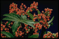 758012 Christmas Berry Tree (Schinus Terebinthifolius) A4 Photo Print