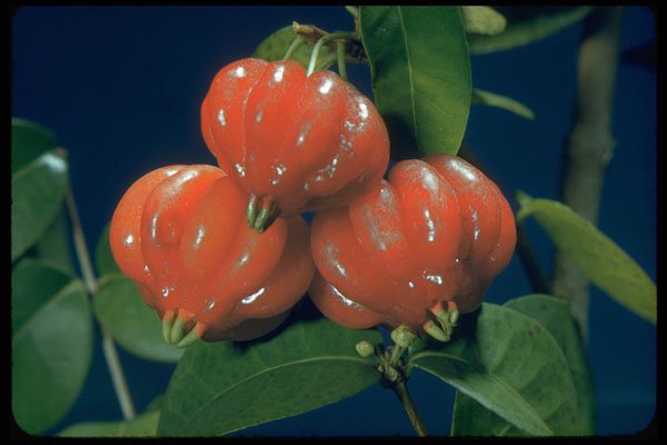 758013 Surinam Cherry (Eugenia Uniflora) A4 Photo Print