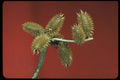 758014 Cocklebur (Xanthium Species) A4 Photo Print