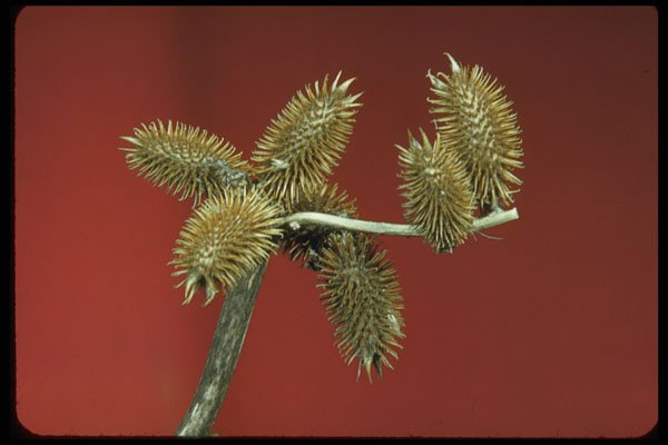 758014 Cocklebur (Xanthium Species) A4 Photo Print