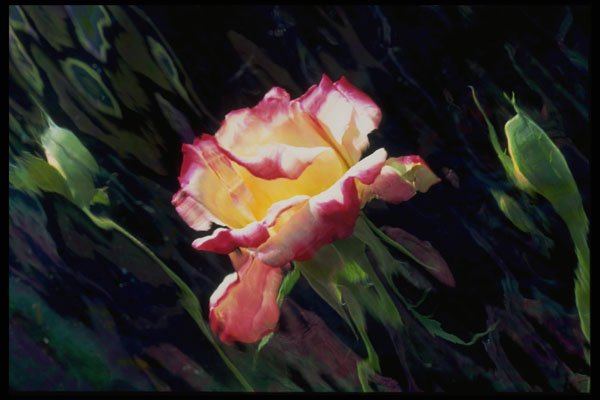 758015 Red And White Rose And Buds, Incandescent Water Glass A4 Photo Print