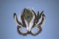758026 Feather Mask A4 Photo Print