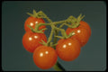 758033 Wild Tomato (Lycopersicon Pimpinellifolium) A4 Photo Print