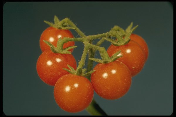 758033 Wild Tomato (Lycopersicon Pimpinellifolium) A4 Photo Print