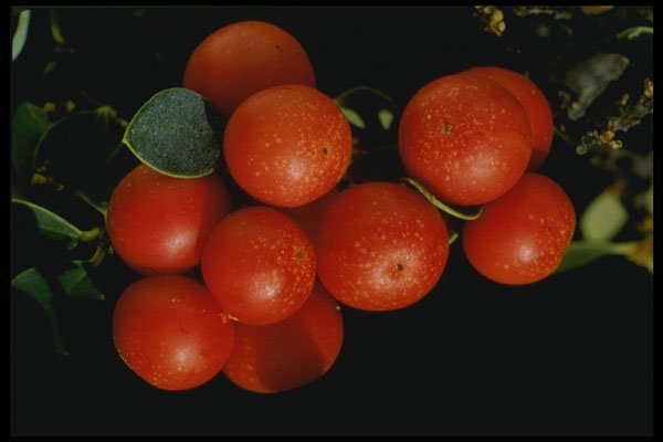 758034 Akia (Wikstruemia Species) A4 Photo Print