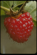 758035 Hawaiian Raspberry (Rubus Hawaiiensis) A4 Photo Print