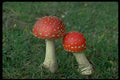 758044 Fly Agarics (Amanita Muscaria) A4 Photo Print